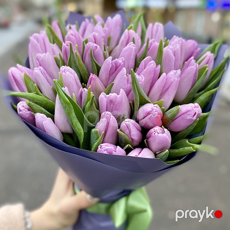 51 Bənövşəyi Tülpan - code:2055 — Bitkilər, Bakı (3)