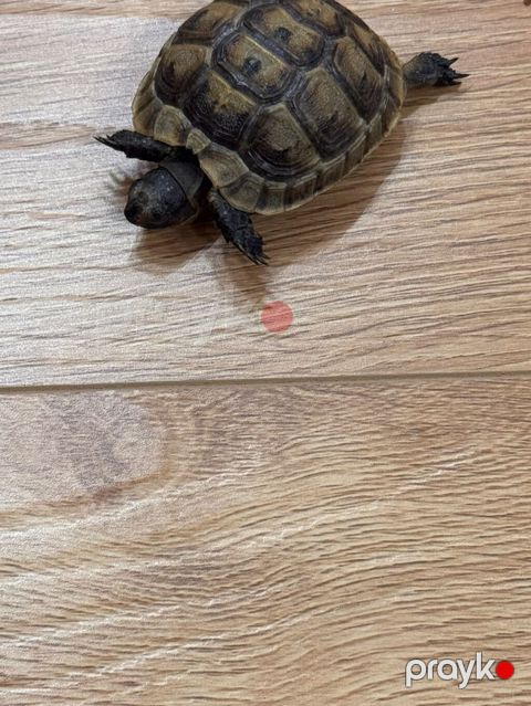 Rus tısbağası (Testudo horsfieldii) – sağlam, aktiv ev heyvanları. 1 — Bakı