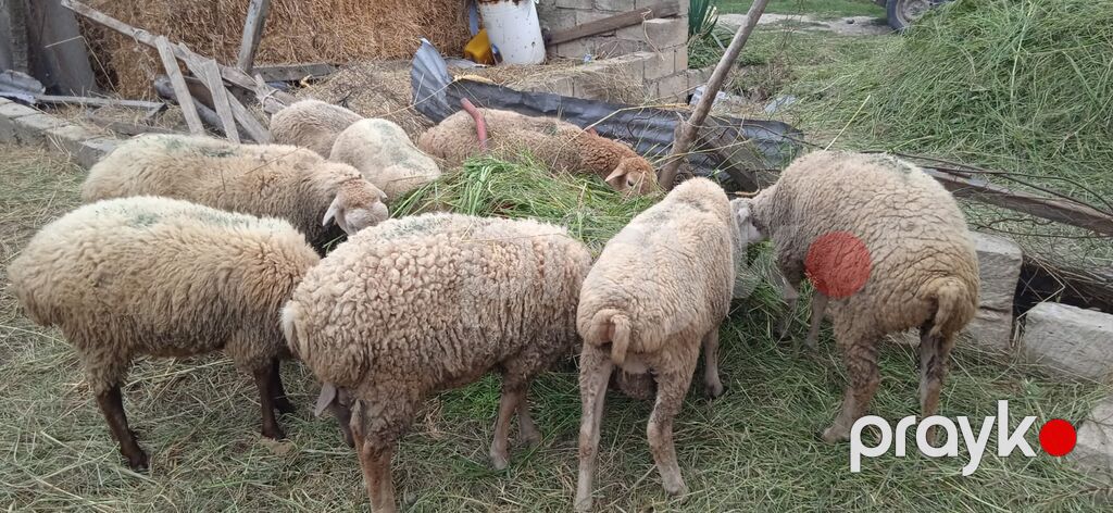5 Bas Disi Quzudu. Xacmaz Rayonunun Qocaqli Kendindedir — Kənd təsərrüfatı heyvanları, Xudat (3)