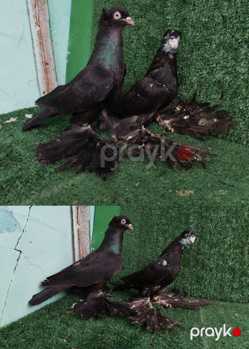 Göyərçinlər — Quşlar, Saatlı (5)
