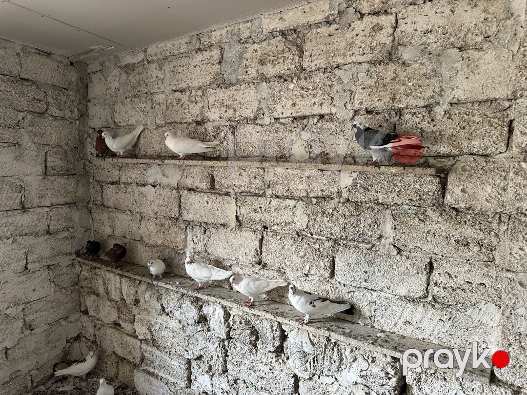 Göyərçinlər — Quşlar, Bakı (3)