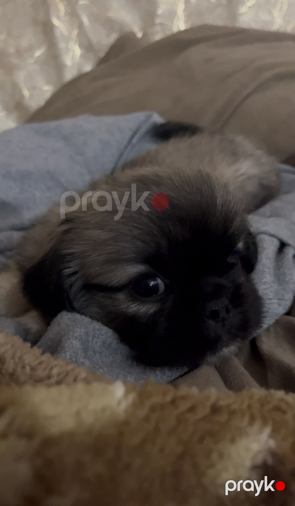 Pekines, 1 ay, Dişi — Köpəklər, Xırdalan (2)