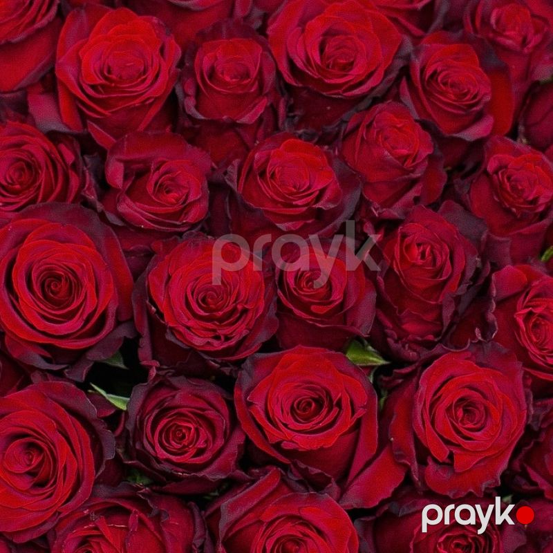101 Ürək - code:5037 — Bitkilər, Bakı (3)