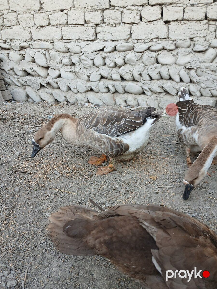 Kuban qazları — Quşlar, Göyçay (6)