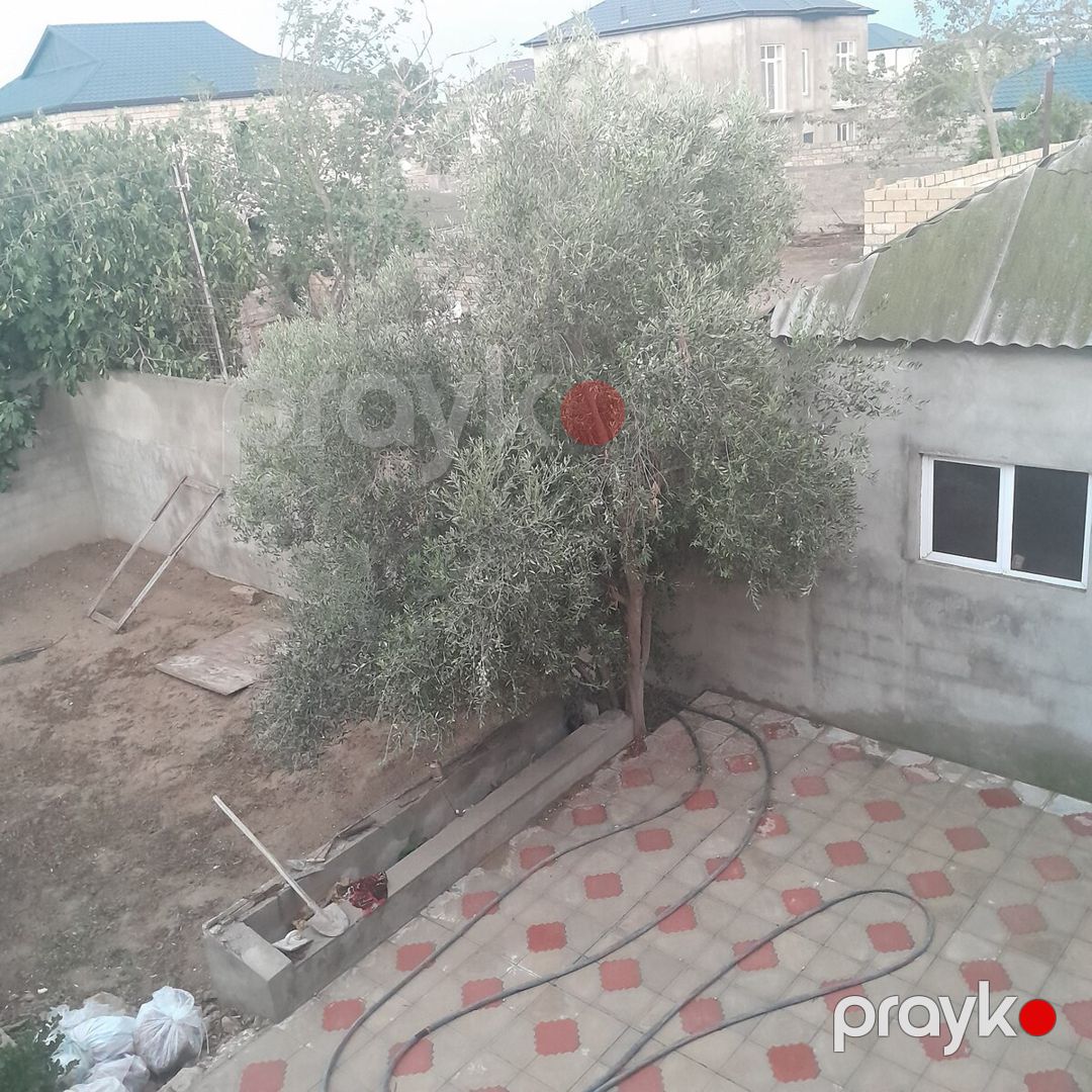 Zeytun ağacı — Bitkilər, Bakı (2)