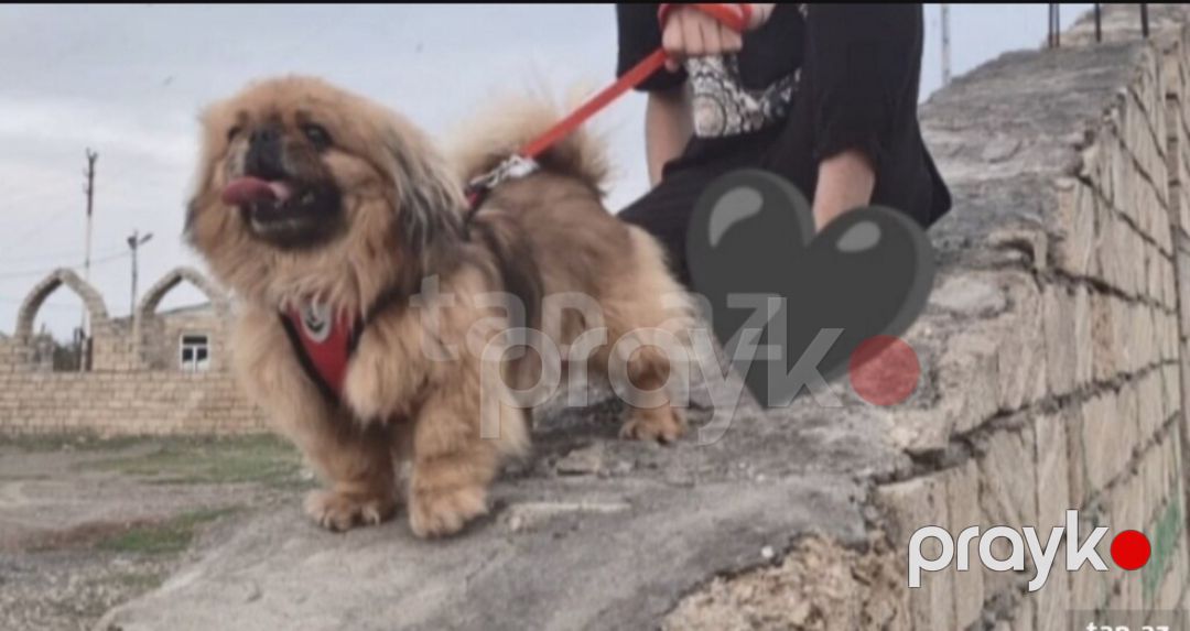 Pekines — Köpəklər, Gəncə (2)