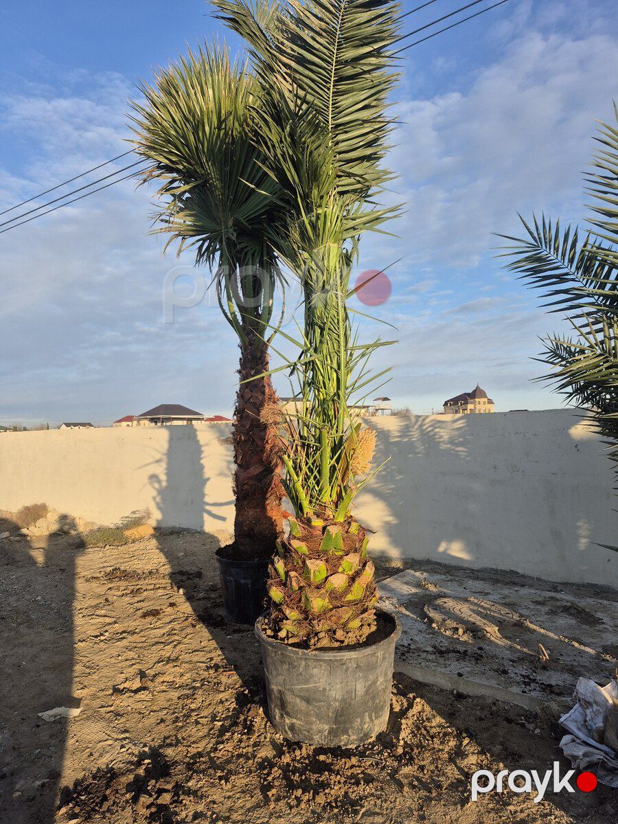 Finik palması — Bitkilər, Bakı (11)