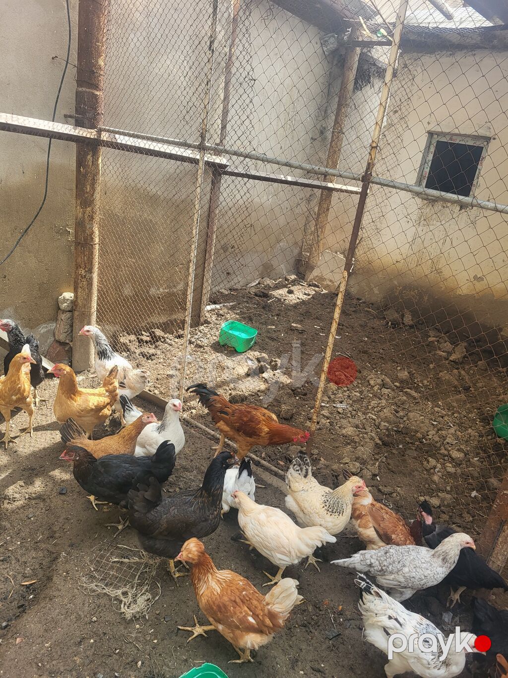 Toyuq, Yumurtalıq — Toyuq və xoruz, Bakı (4)