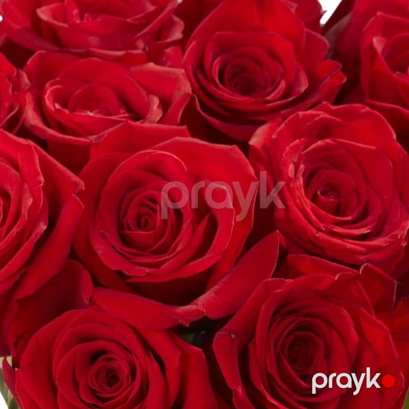 Qırmızı Qızılgüllər - code:5059 — Bitkilər, Bakı (2)