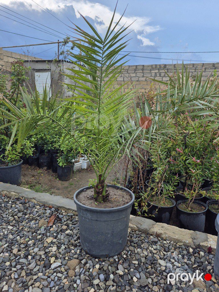 Finik palması — Bitkilər, Bakı (6)