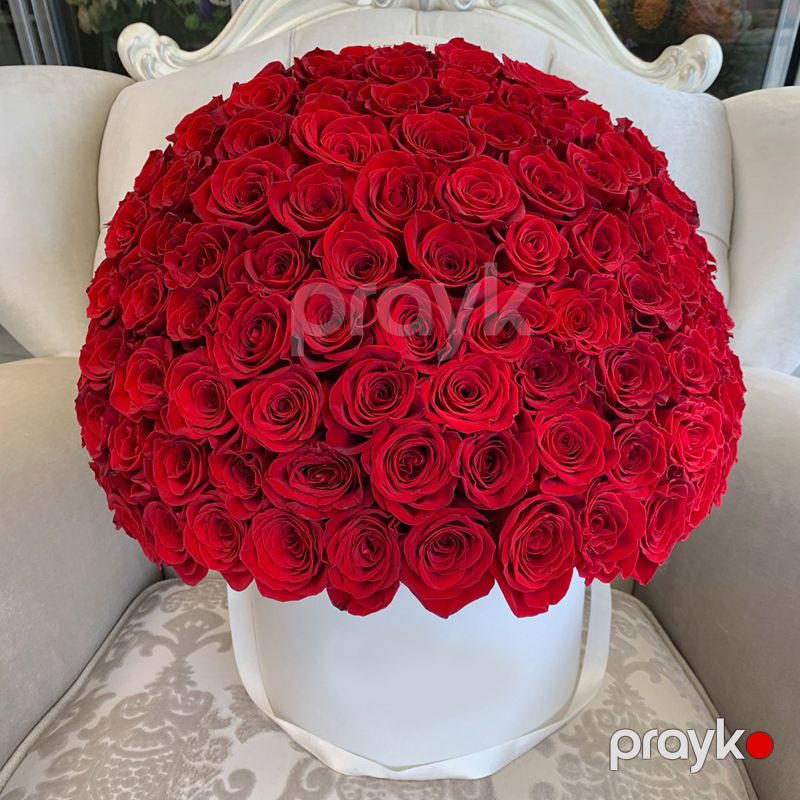 101 Qızılgül - code:5049 — Bitkilər, Bakı (2)