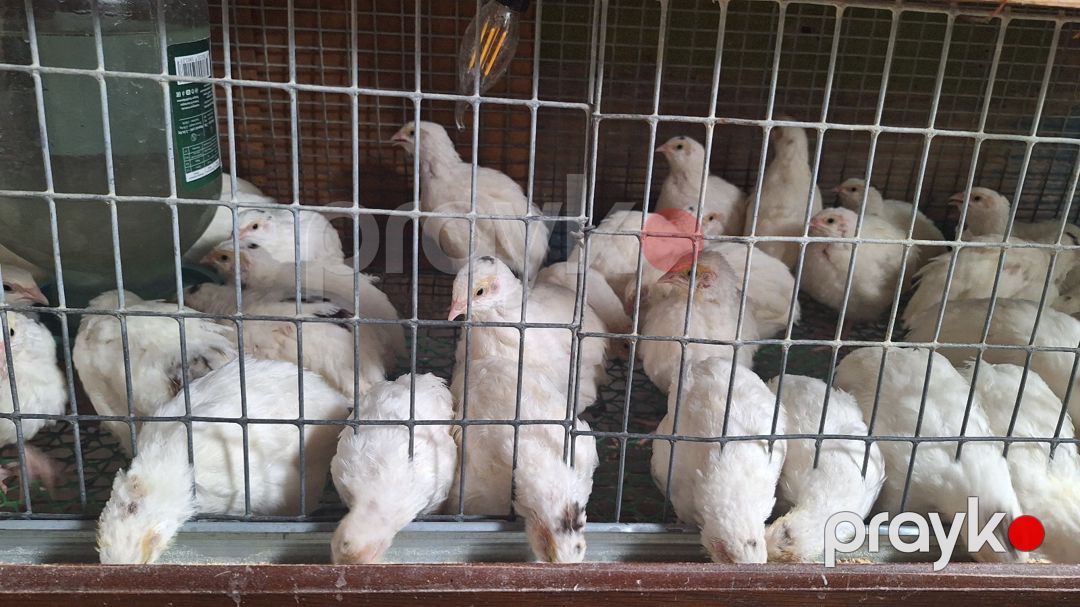 Bildirçin — Quşlar, Bakı (2)
