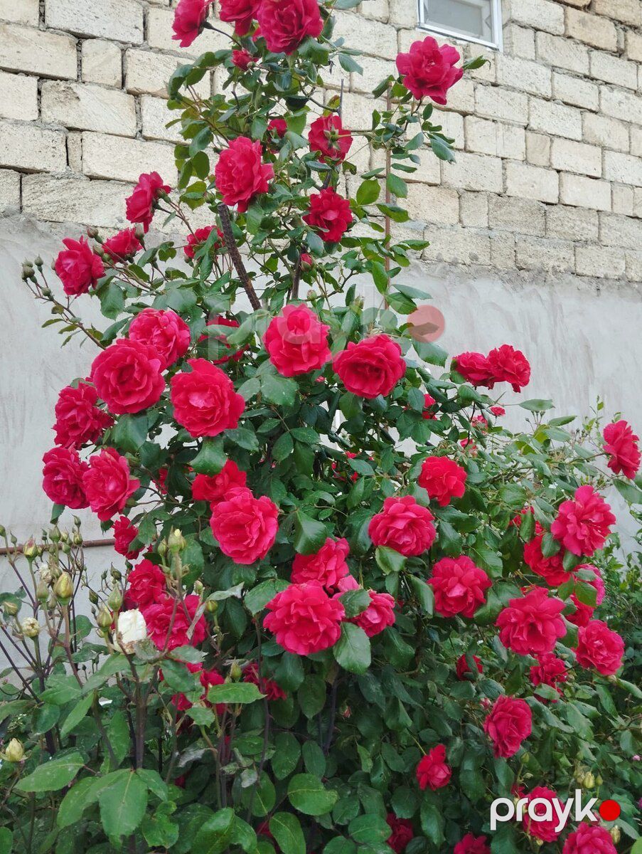 Qızılgül — Bitkilər, Bakı (3)