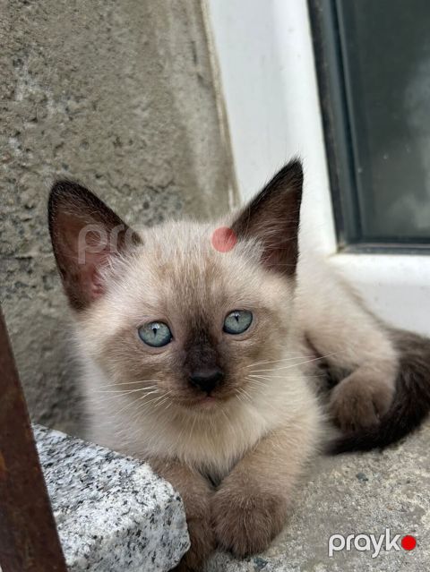 Siam — Bakı