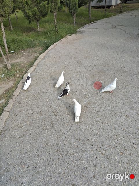Göyərçinlər — Sumqayıt