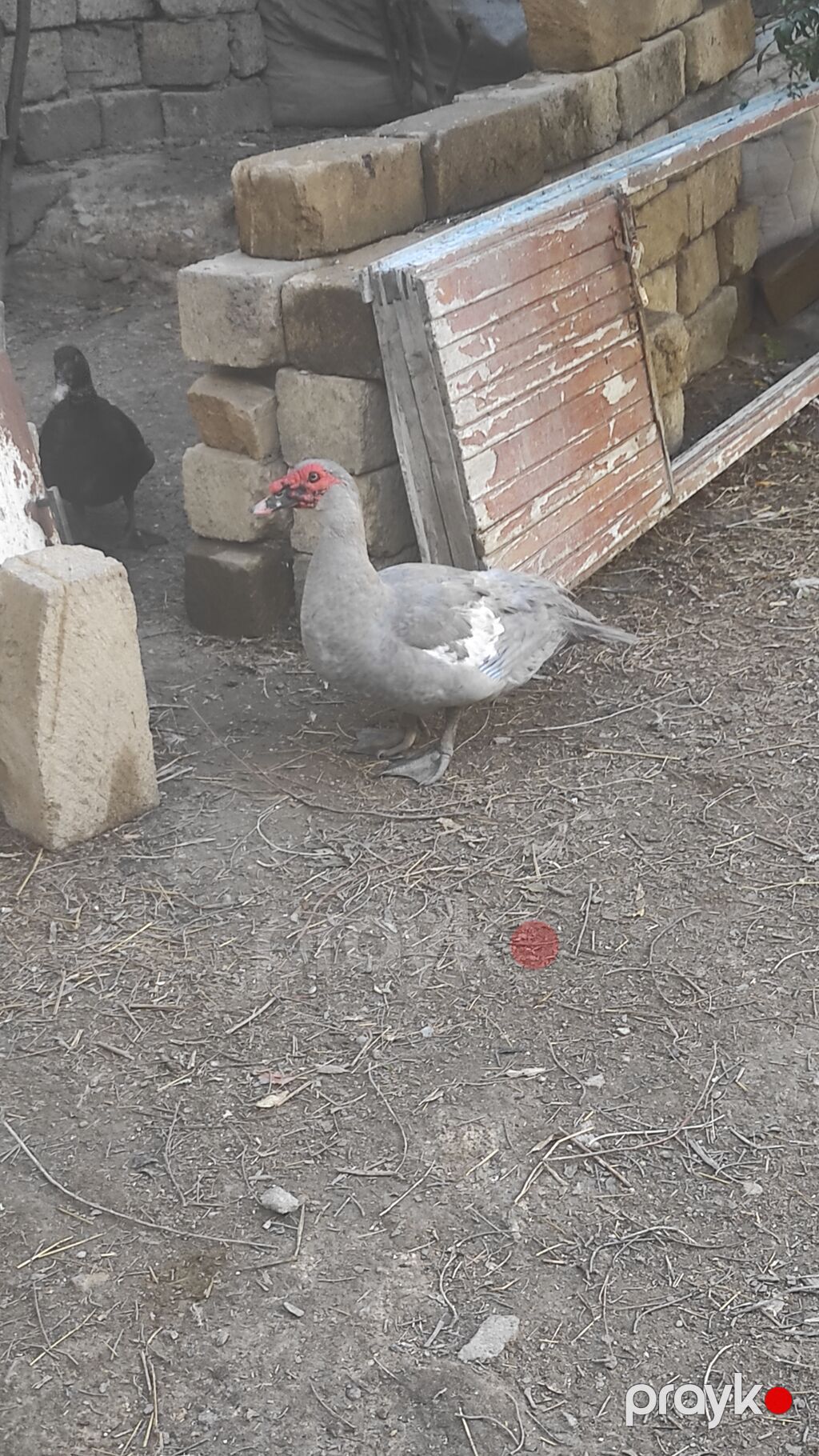Erkək, Lal ördək, Damazlıq, Ünvandan götürmə — Digərləri, Masazır (3)