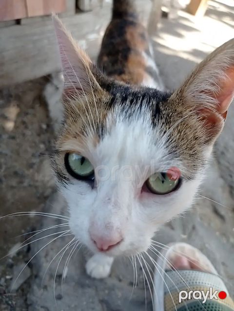 Dişi — Digah