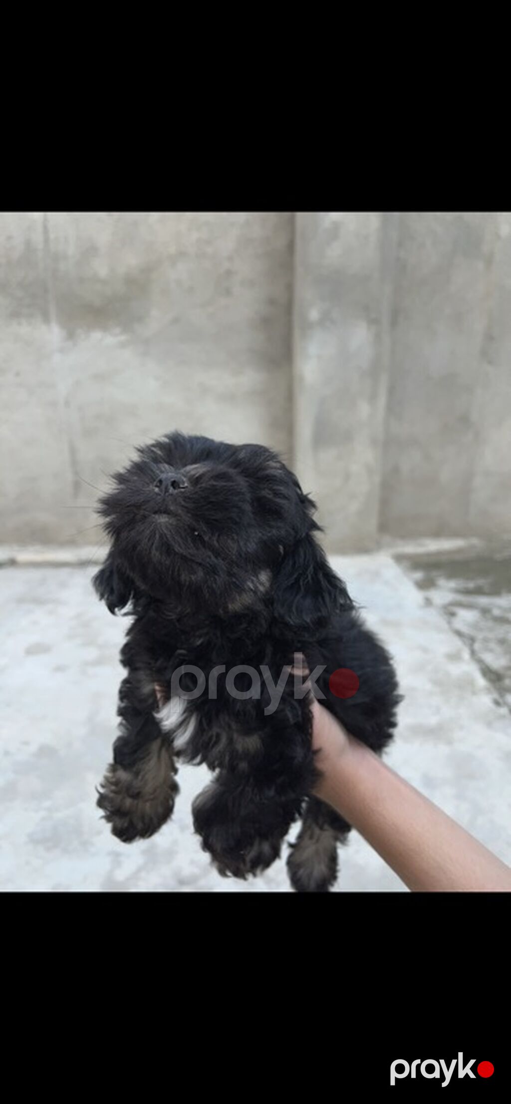 2 ay, Dişi, Ünvandan götürmə — Köpəklər, Saray (2)