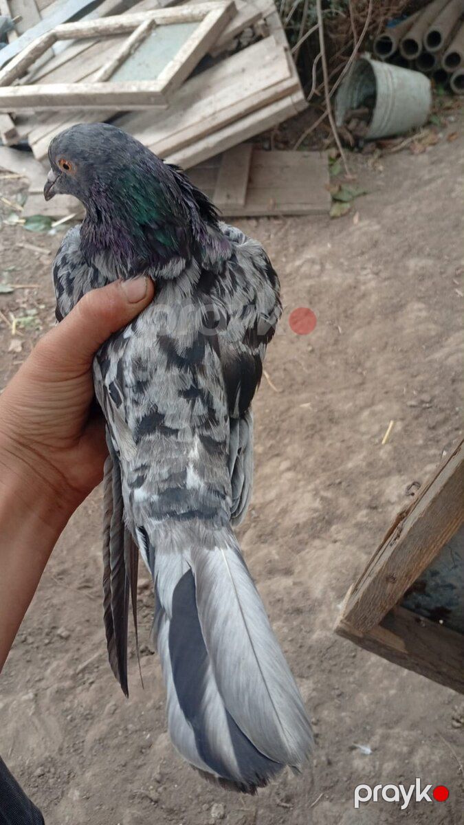 Əbrəş göyərçini — Quşlar, Cəlilabad (4)