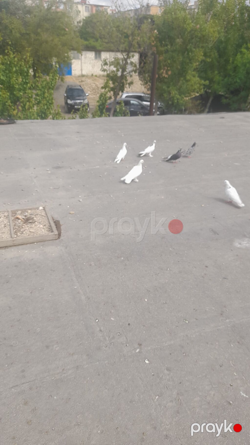 Tutulma quslardi ciddi insanlar narahat etsin.tek tek — Göyərçin, Bakı (3)