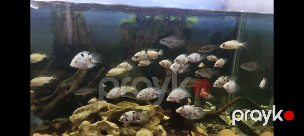 Cixlid balığı — Akvariumlar və balıqlar, Bakı (2)