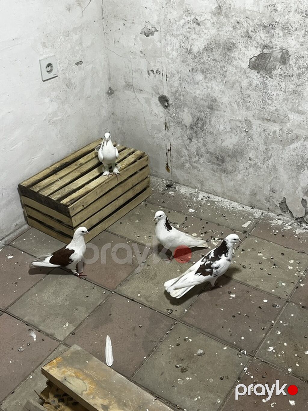 Təmiz peçat boynu güllülərdi cütdülər təmiz qan qırmızı bakı quşlarıdı — Göyərçin, Digah (2)