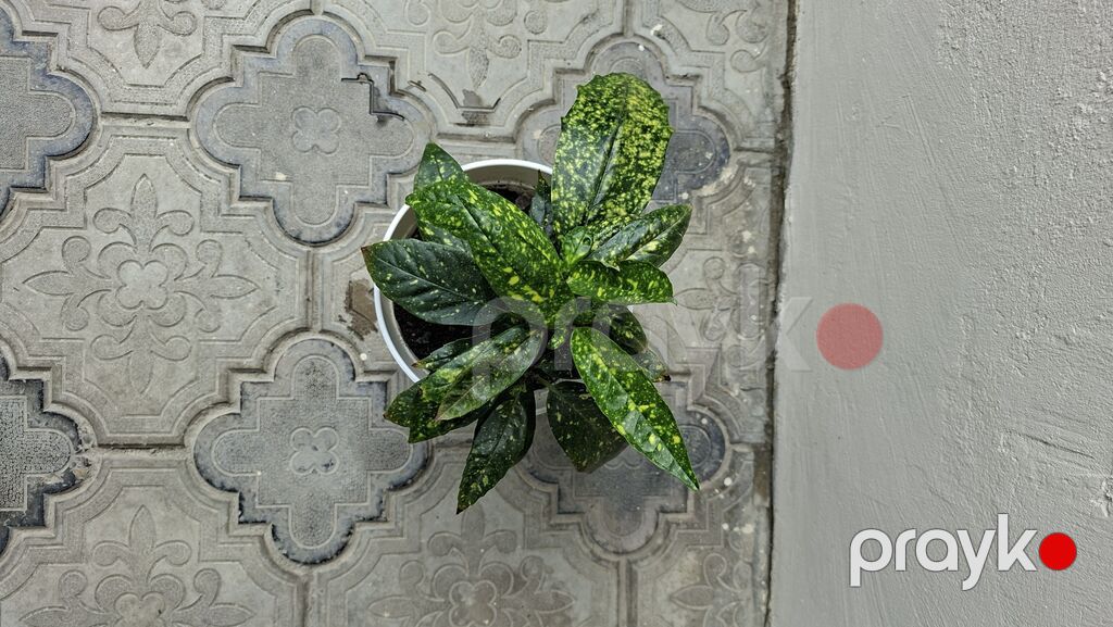 Otaq bitkiləri dəsti – ağ saksılarda - Syngonium (ok yarpaqlı — Qapı bitkələri, Bakı (3)