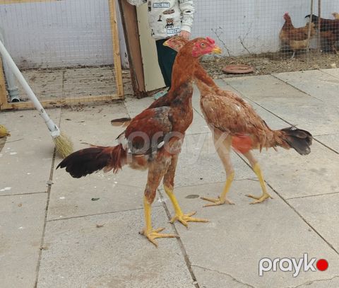 Heyratı xoruzu — Bakı