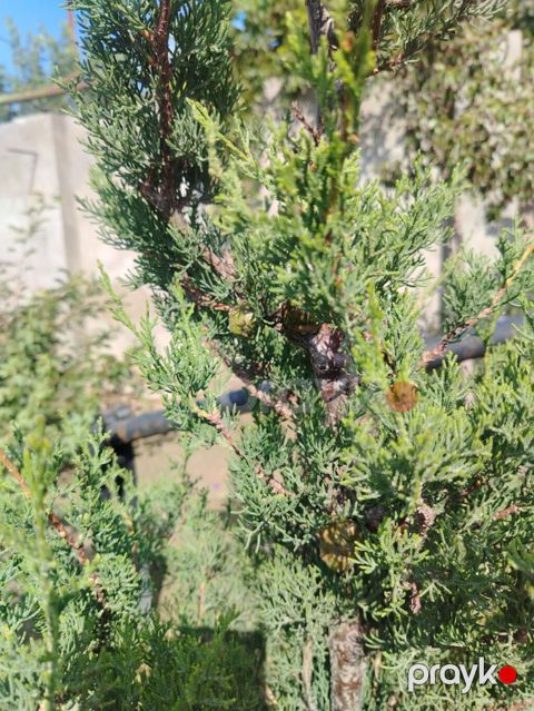 Cupressaceae ailəsinə aid iynəyarpaqlı ağac, ardıc — Bakı