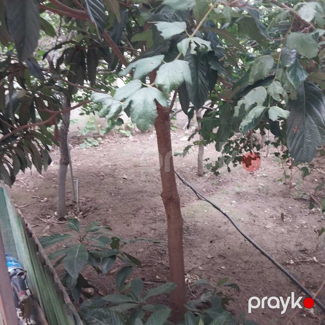 Satılır 4 otaqlı həyət evi/bağ evi 200 m² — Ev, villa, Bakı (10)