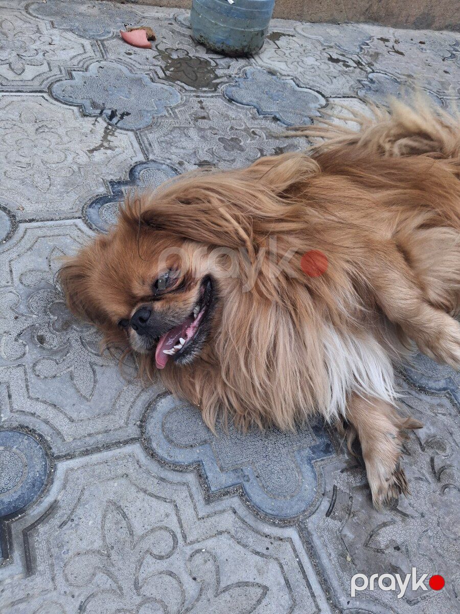 Pekines — Köpəklər, Bakı (3)