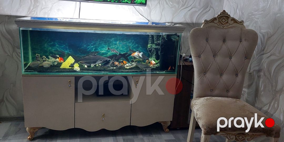 Akvarium — Akvariumlar və balıqlar, Sumqayıt (3)