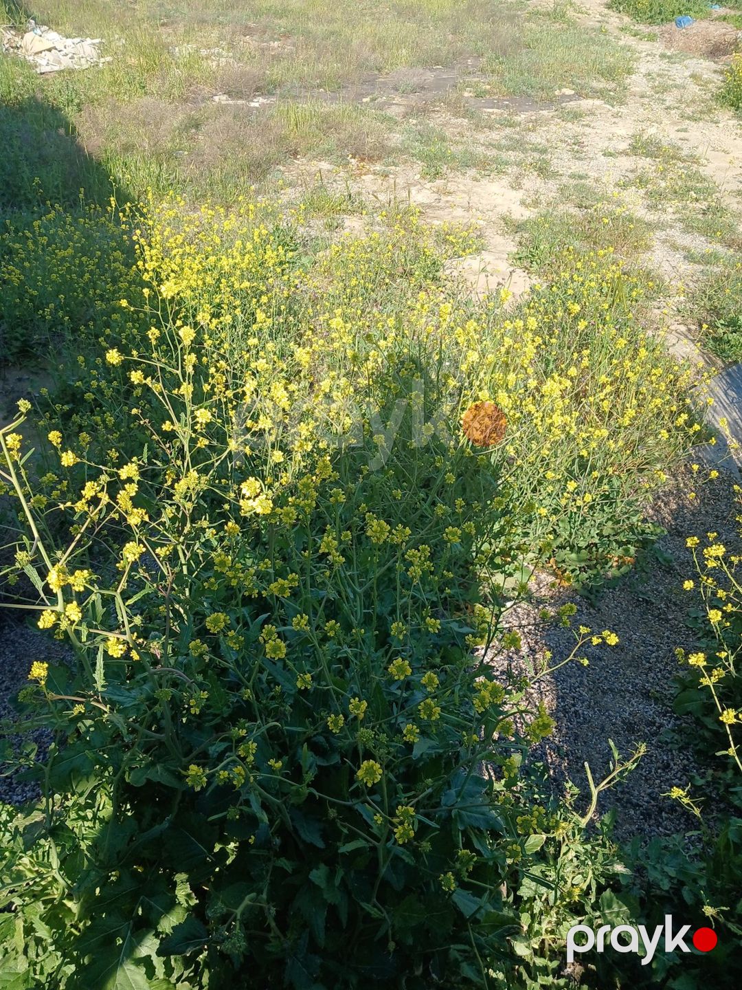 Satılır torpaq 65 sot — Torpaq, Bakı (9)