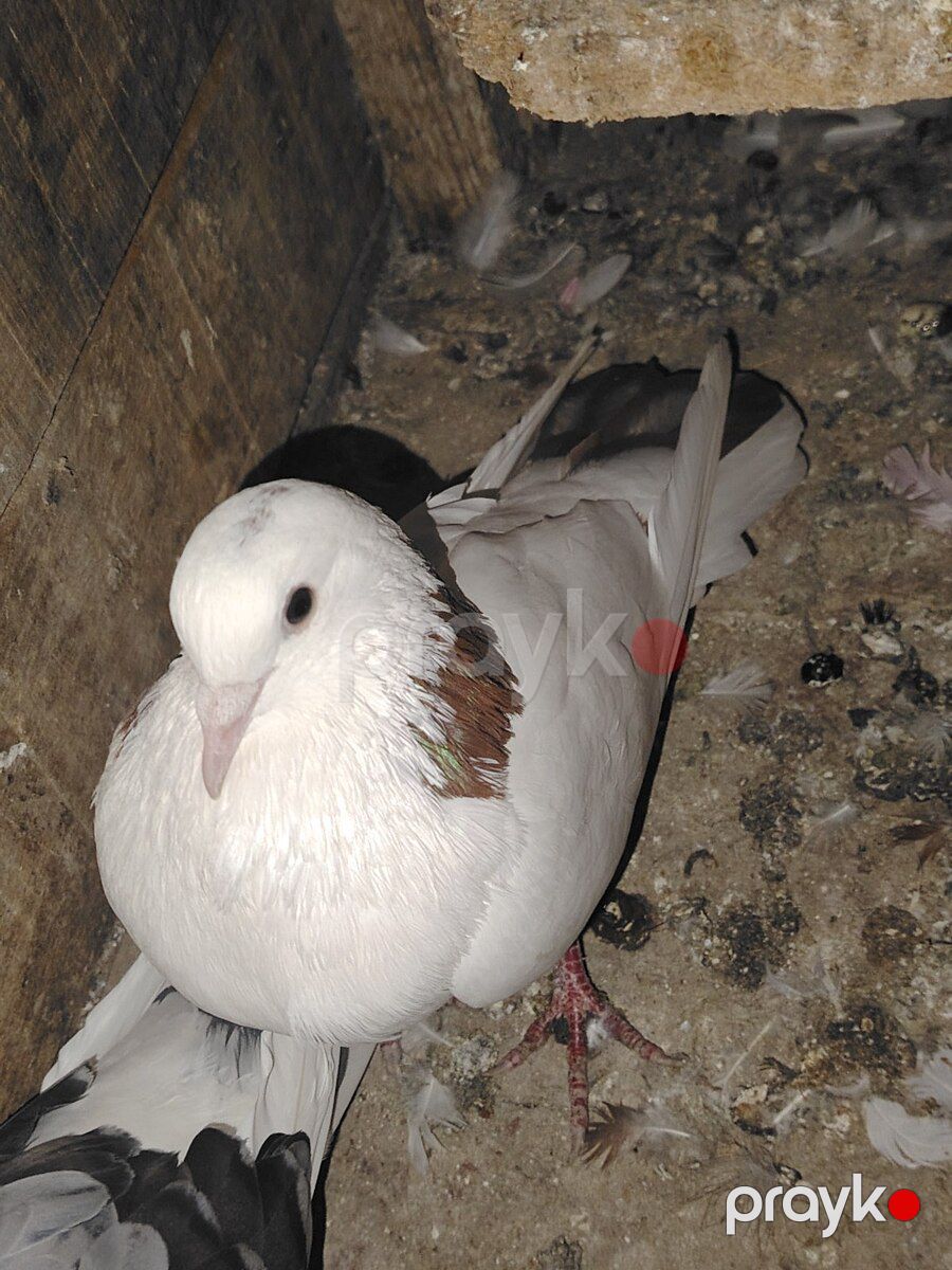 Göyərçinlər — Quşlar, Sumqayıt (6)