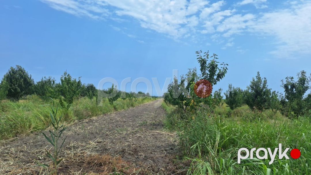 4.60 sot torpaq sahəsi, Xaçmaz r — Torpaq, Xaçmaz (3)
