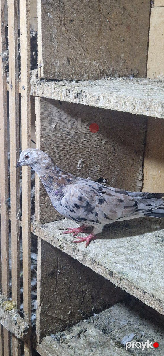 Göyərçinlər — Quşlar, Xırdalan (7)