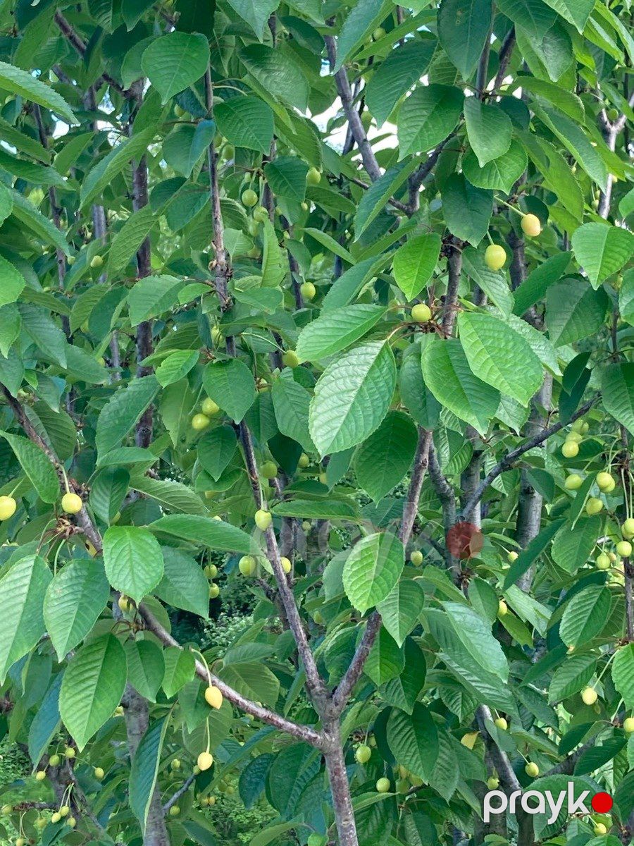 Satılır torpaq 108 sot — Torpaq, Xaçmaz (11)