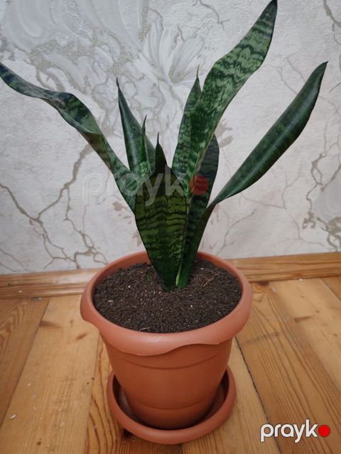 Sansevieria (Qaynanadili) – otaq bitkisi, saxlamağı asan - Növ — Bakı