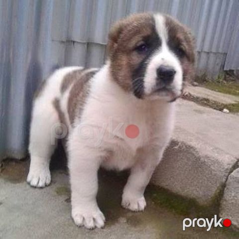 Alabay, Peyvəndli