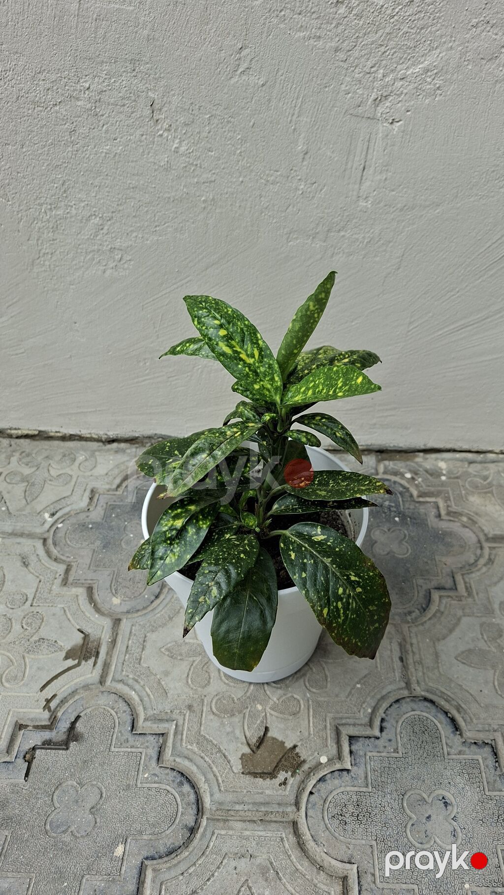 Otaq bitkiləri dəsti – ağ saksılarda - Syngonium (ok yarpaqlı — Qapı bitkələri, Bakı (2)