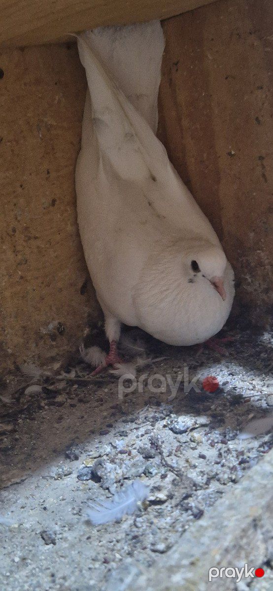 Göyərçinlər — Quşlar, Xırdalan (3)