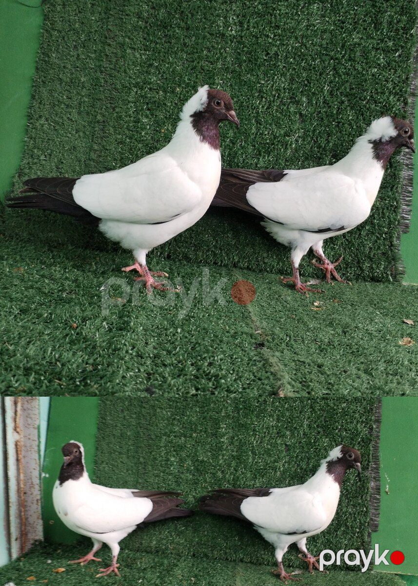 Göyərçinlər — Quşlar, Saatlı (7)