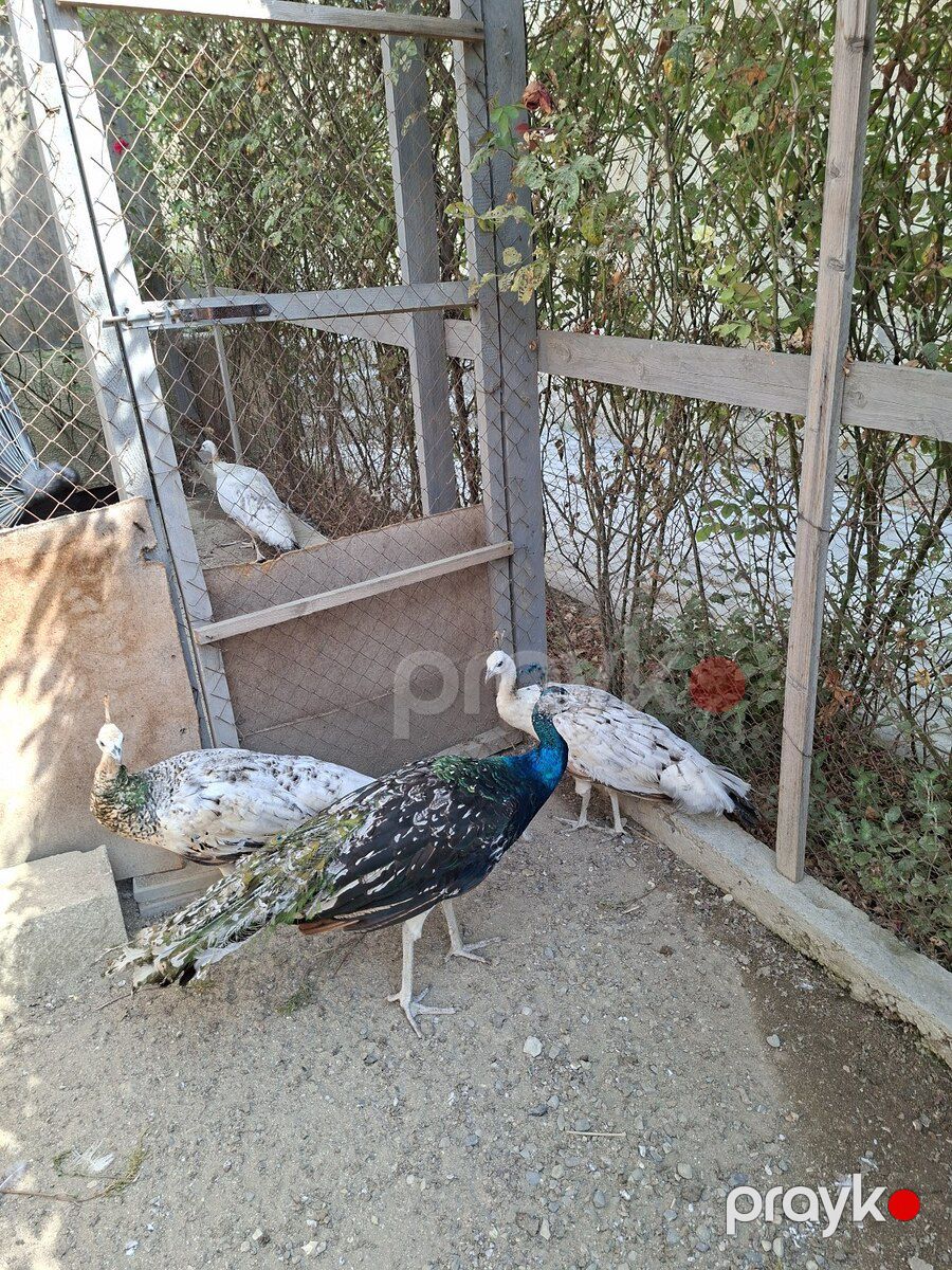 Tovuz quşu — Quşlar, Bakı (8)