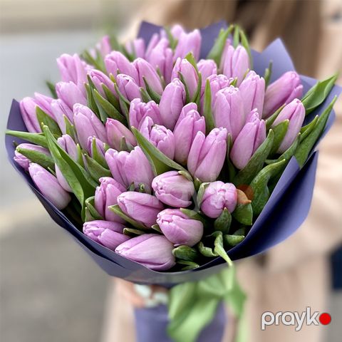 51 Bənövşəyi Tülpan - code:2055
