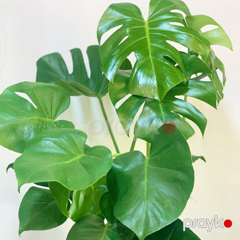 Monstera — Bitkilər, Bakı (2)