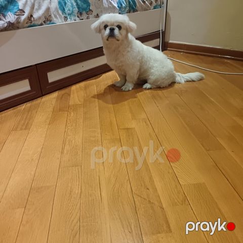 Pekines, Erkək — Gəncə