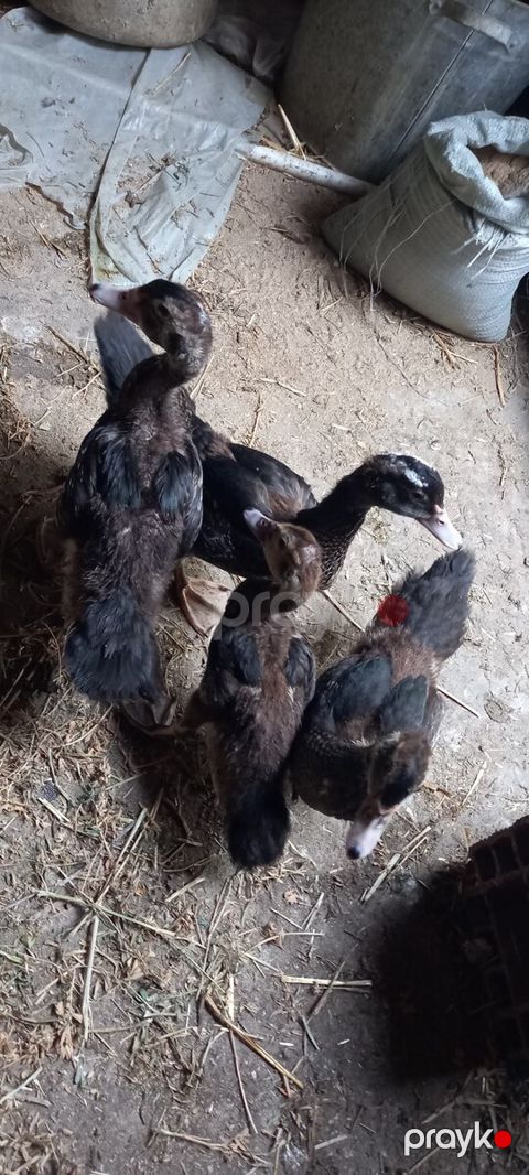 Lal ördək — Bakı