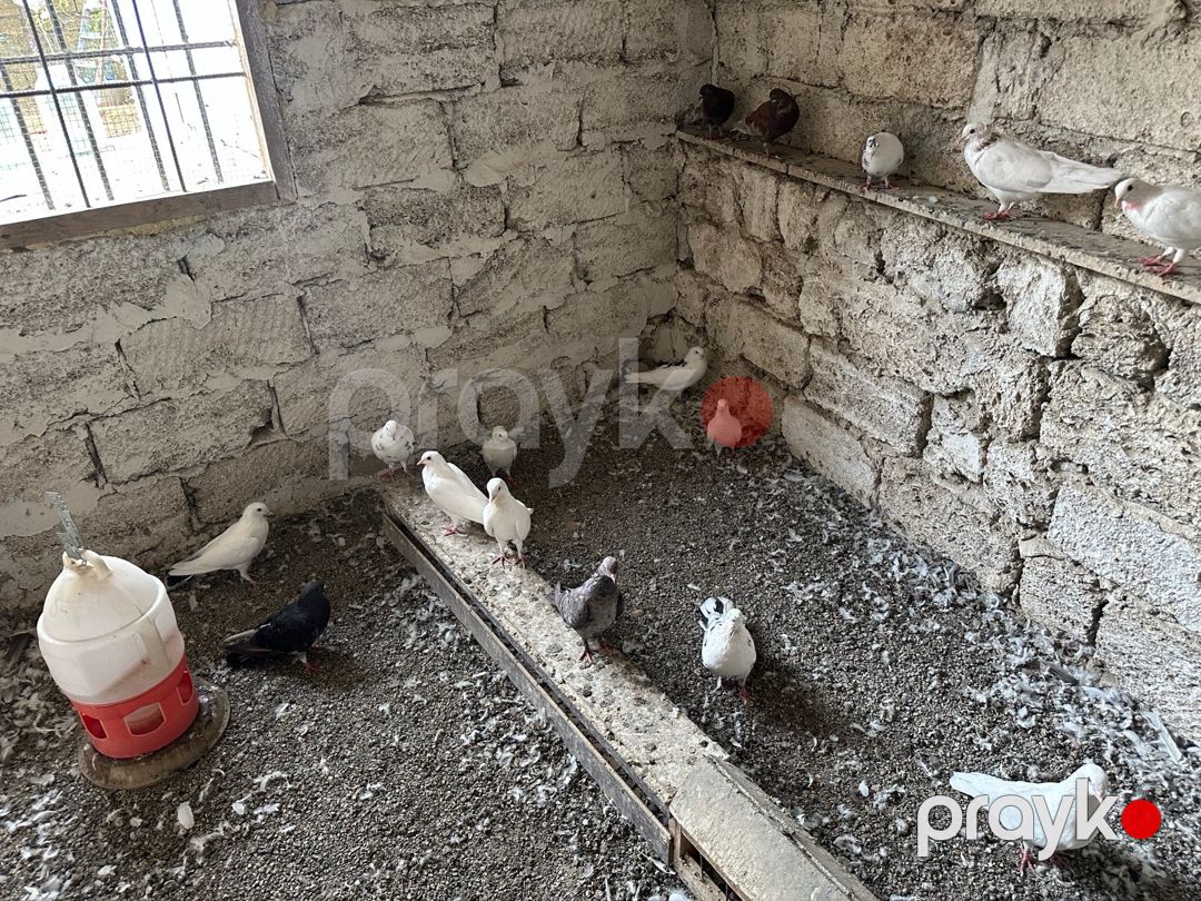 Göyərçinlər — Quşlar, Bakı (2)