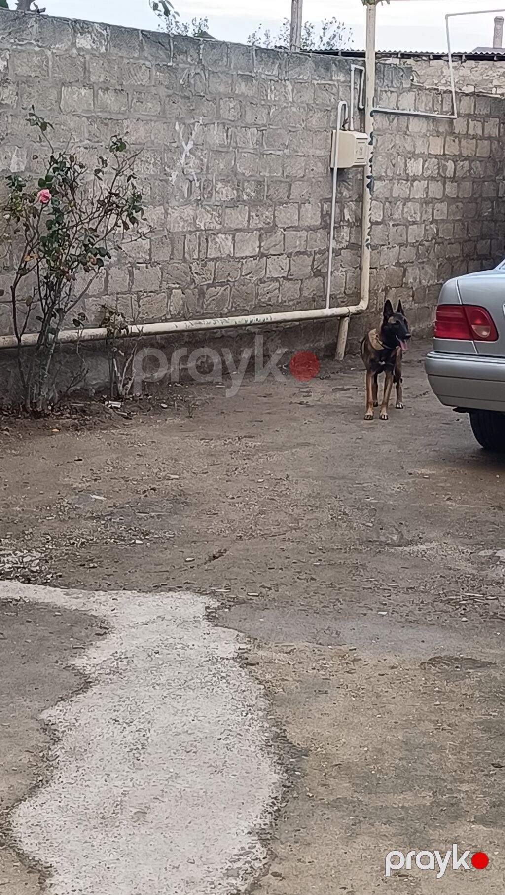 Belçika çoban iti, 8 ay, Dişi — Köpəklər, Digah (4)
