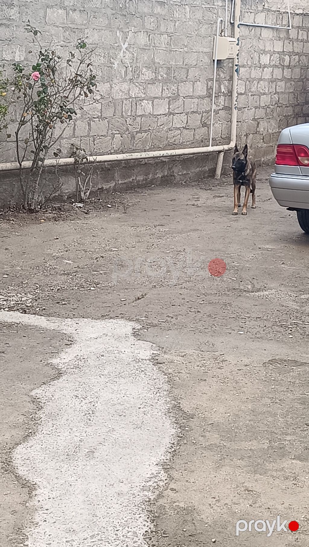 Belçika çoban iti, 8 ay, Dişi — Köpəklər, Digah (2)